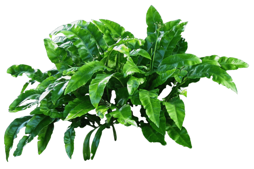 Plant png. Растения на прозрачном фоне. Растения на белом фоне. Тропические кусты. Растения для фотошопа.