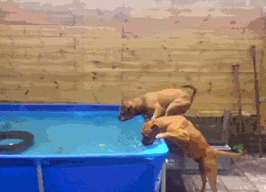 gifdogteam