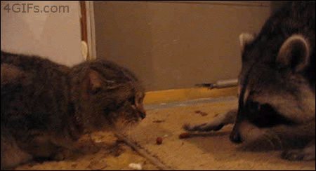 r2_www.catsmob.com_funny_gifs_catsmob_com_03331_003_c4f6b53e