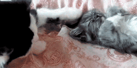 gifs_14 (21)
