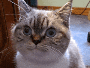 gifs_13 (2)