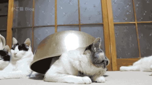 gifs_10 (1)