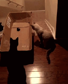 catbob