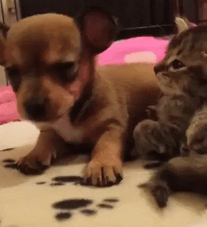 1459701075-288d2892cf2e20d51ac6cdd20c1b8a99