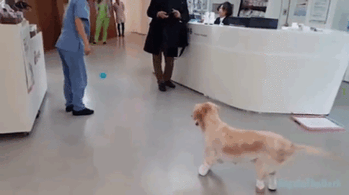 500x280_rescue-dog-leg-amputation-chichi-south-korea-gif-1