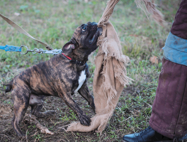 Работа французского бульдога на нападение