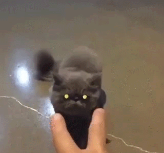 __cat_glaza