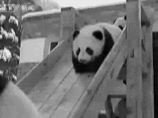 __panda