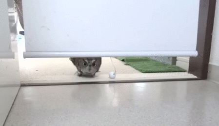 gif15092014001