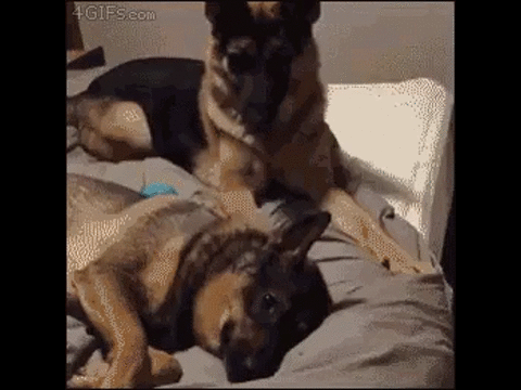 там у хохлов - овчарки