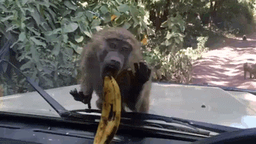 обезьяна и банан