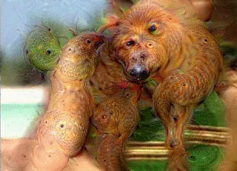 dogsbubs