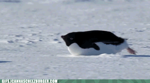 gif-pingvin
