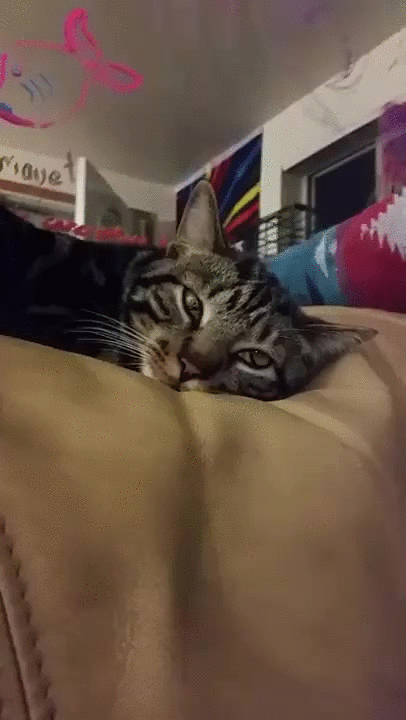 gif-котейка-глаза-3120634