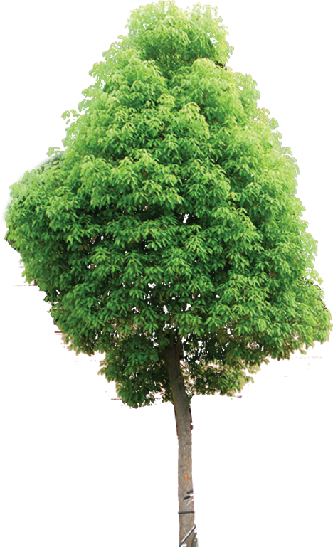 1441721883_trees-in-the-garden-3-09
