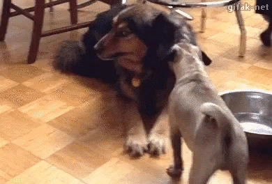 Big dog scaring little dog - Imgur