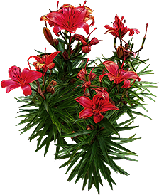 red_lilies_png___by_alz_stock_and_art-d7ogs6p