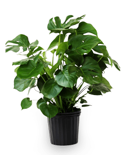 monstera_yapfiles.ru-min
