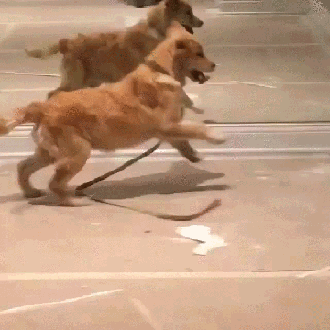 1465500096183860400