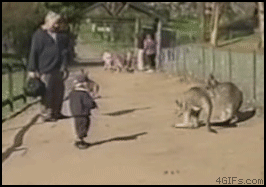 Кенгуру