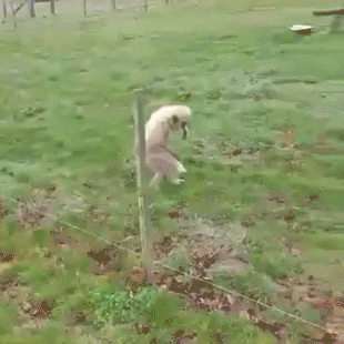 mon