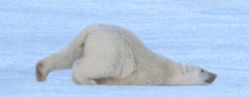 animalgif3