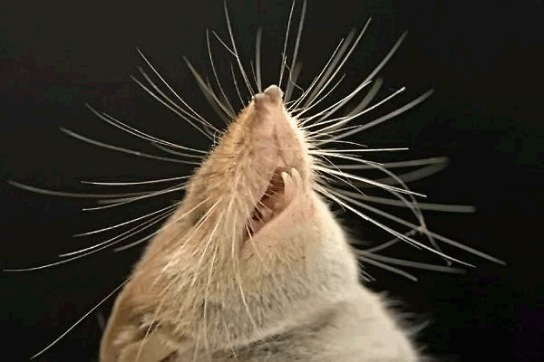happy_rat