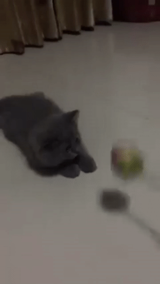 -котик-гифки-3177203