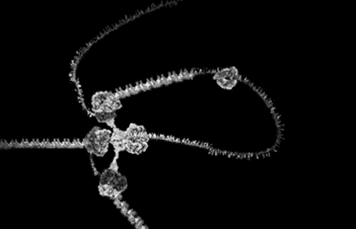 dna-rna-chromosomes-double-helix-rotating-animated-gif-17