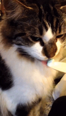 cat-brain-freezes-to-make-your-day-10-gifs-11