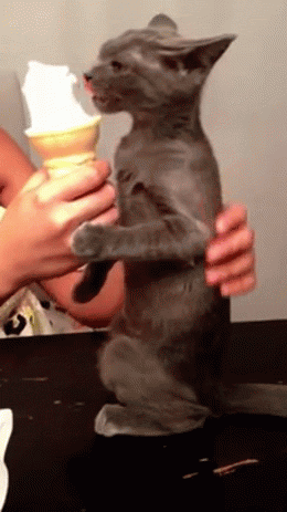 cat-brain-freezes-to-make-your-day-that-much-better-10-gifs-2