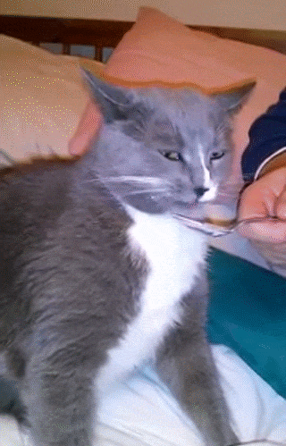 cat-brain-freezes-to-make-your-day-that-much-better-10-gifs-5