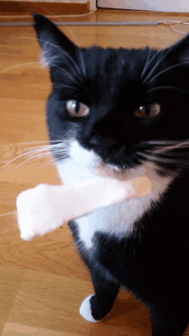 cat-brain-freezes-to-make-your-day-that-much-better-10-gifs-7