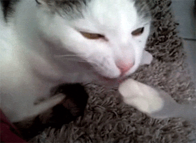 cat-brain-freezes-to-make-your-day-that-much-better-10-gifs-10