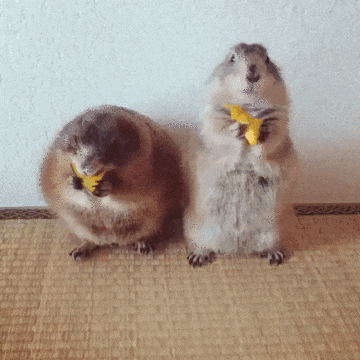 сурки