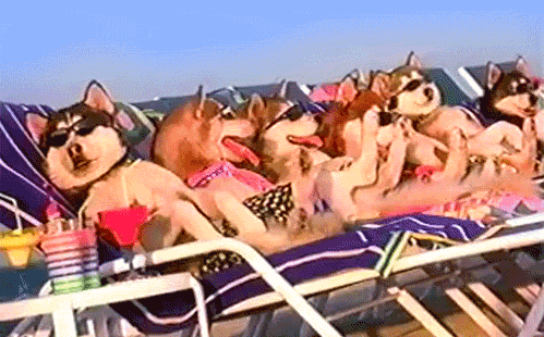 the_best_dog_gifs_on_the_internet_01