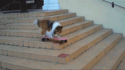the_best_dog_gifs_on_the_internet_03