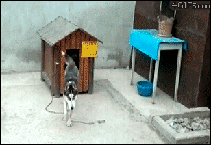 the_best_dog_gifs_on_the_internet_05