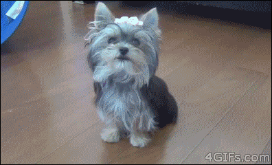 the_best_dog_gifs_on_the_internet_06