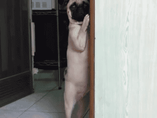 the_best_dog_gifs_on_the_internet_07