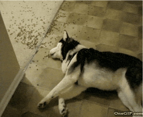 the_best_dog_gifs_on_the_internet_16