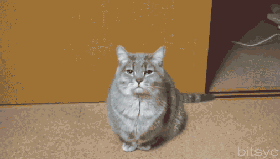 https__vk_com_gif_fak (2)