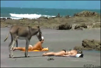 giphy
