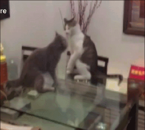 gofcatfight_yapfiles.ru