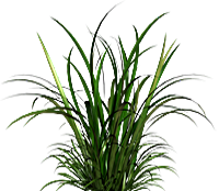 wassergrass