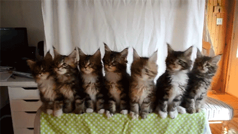 cat-cats-cute-funny-Favim.com-2415099