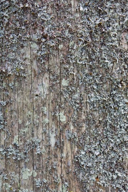 2291344-pine-tree-trunk-texture