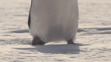 penguin_gifs_08