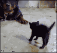 gifs07
