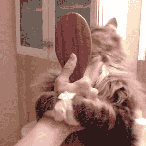 cats-gif-456456456456